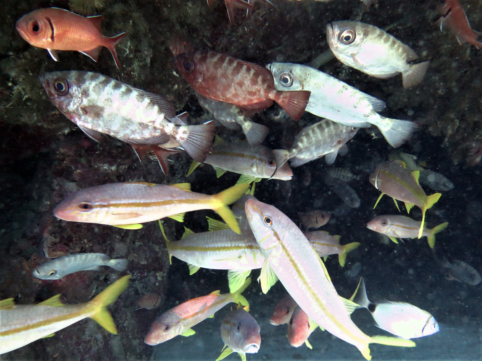 3 Caves Dive Site, Cape Verde