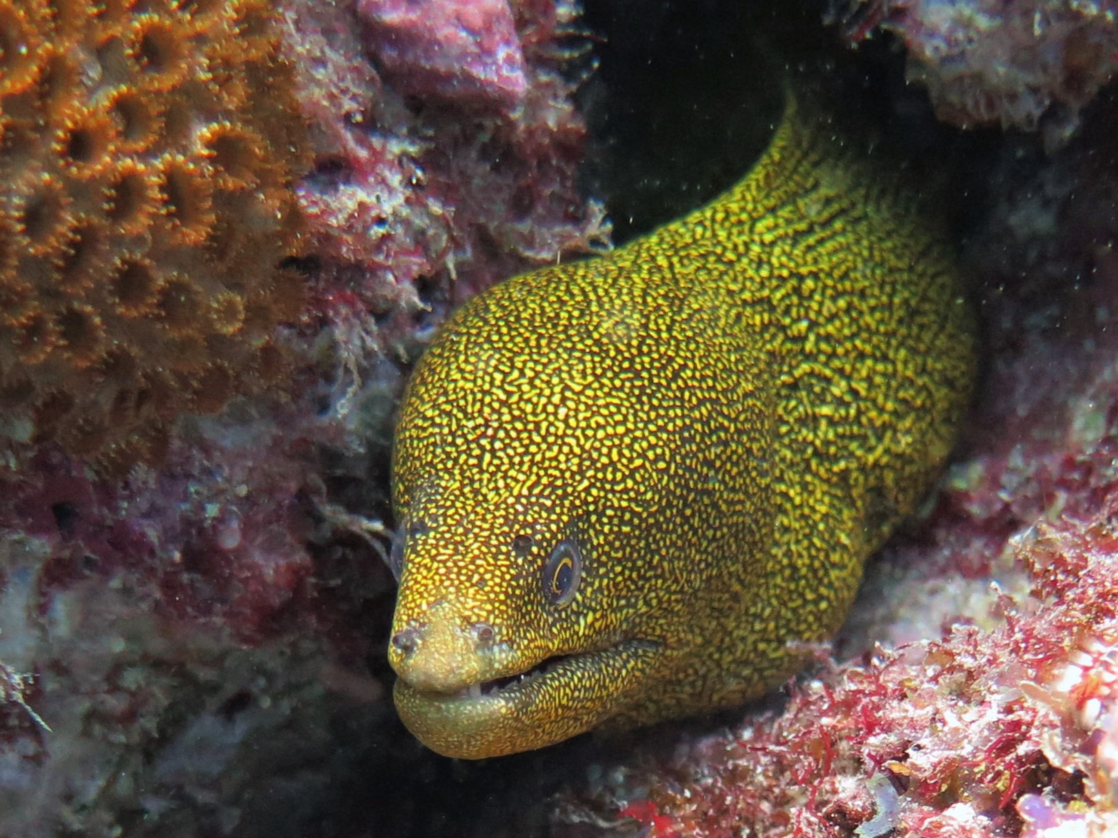 Yellow spotted Moray Eel