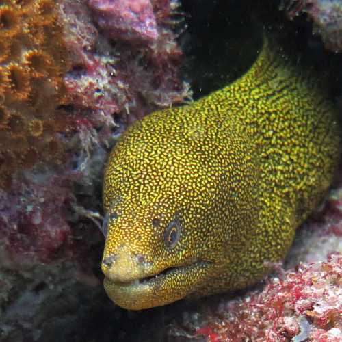 Yellow spotted Moray Eel