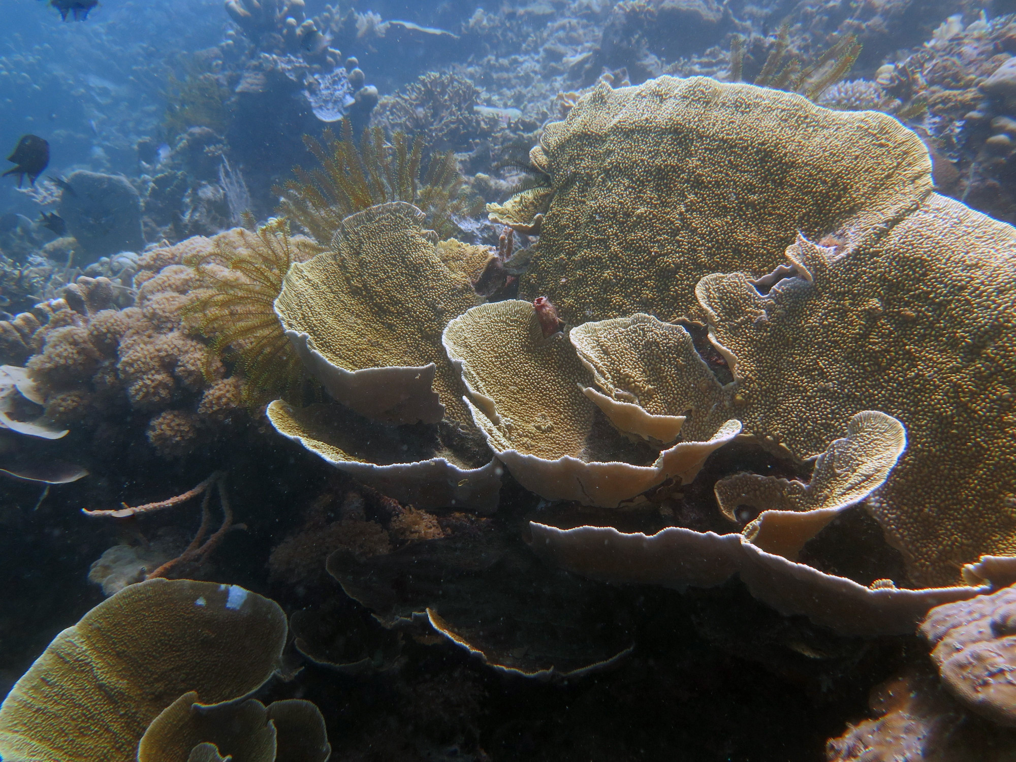 Coral Covered Superstructure