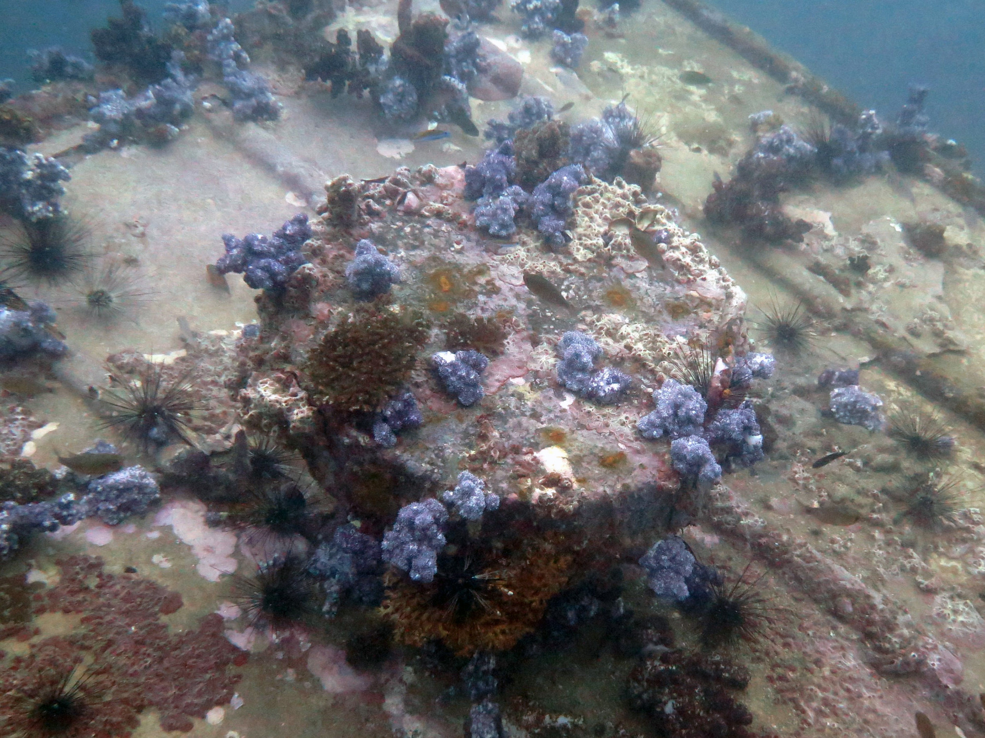 King Cruiser Wreck Dive Site, Thailand