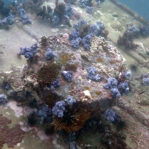 Coral covered Superstructure