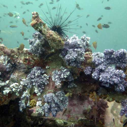 Coral covered Superstructure