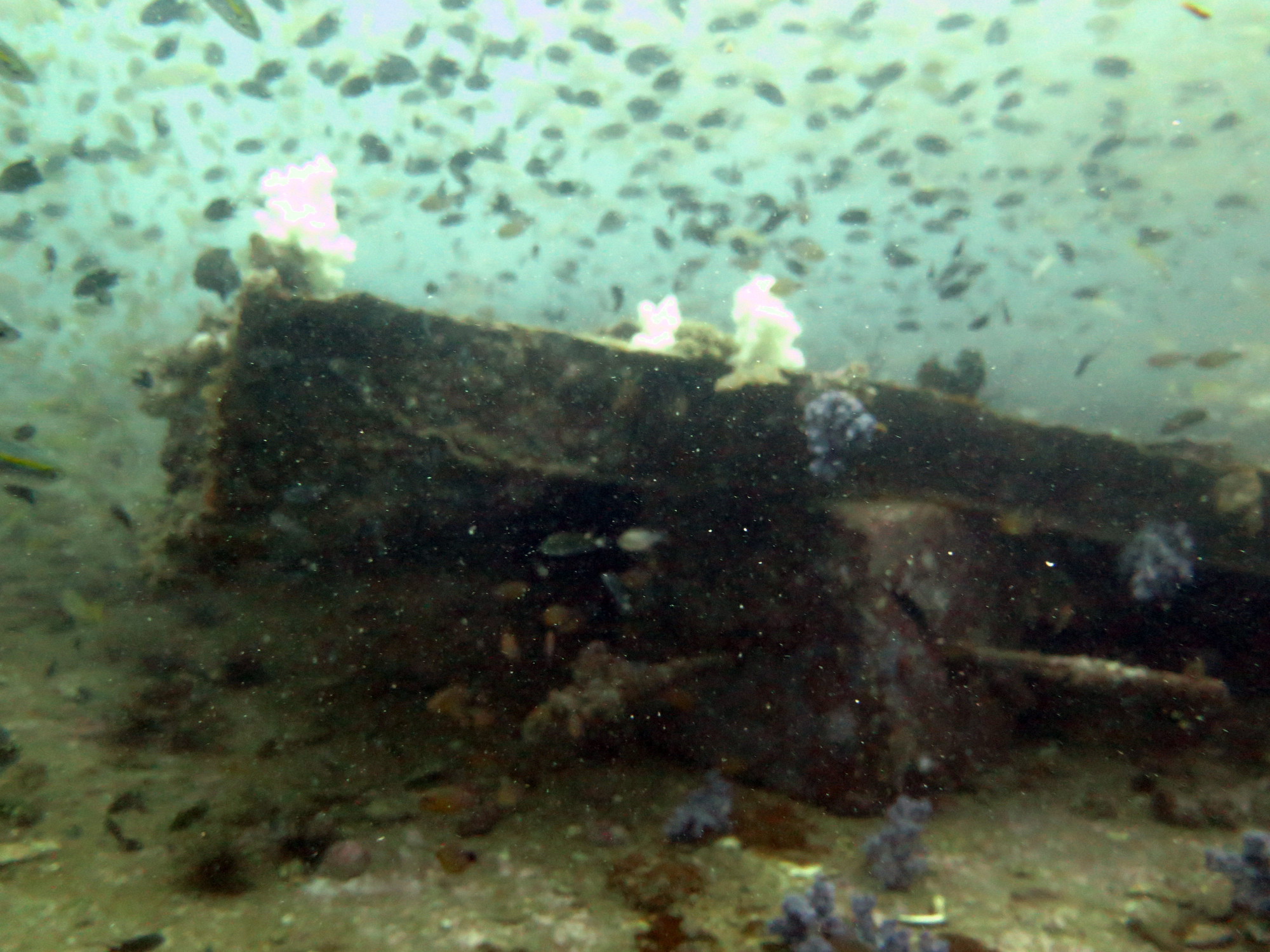 King Cruiser Wreck Dive Site, Thailand