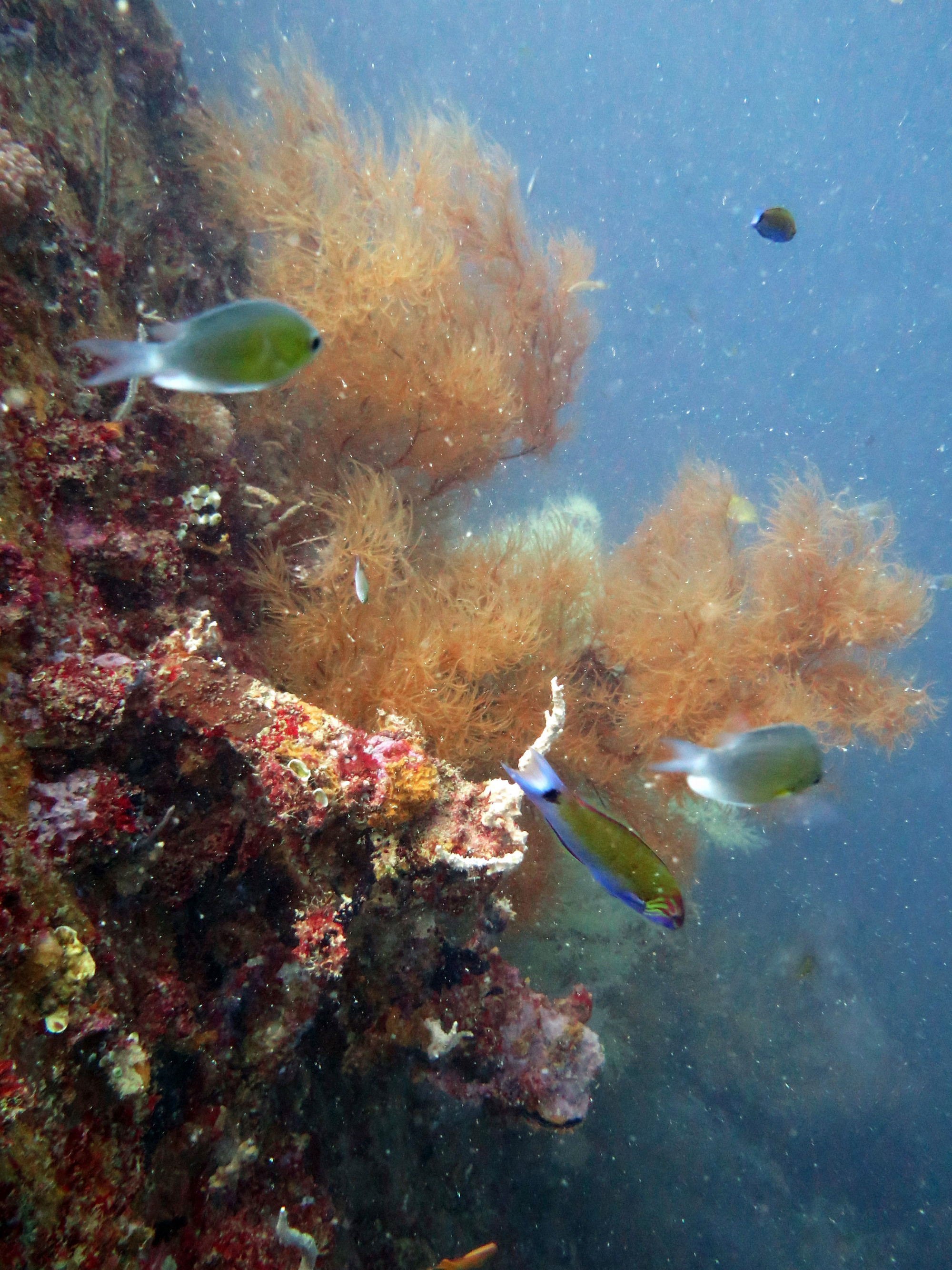 Coral Covered Superstructure