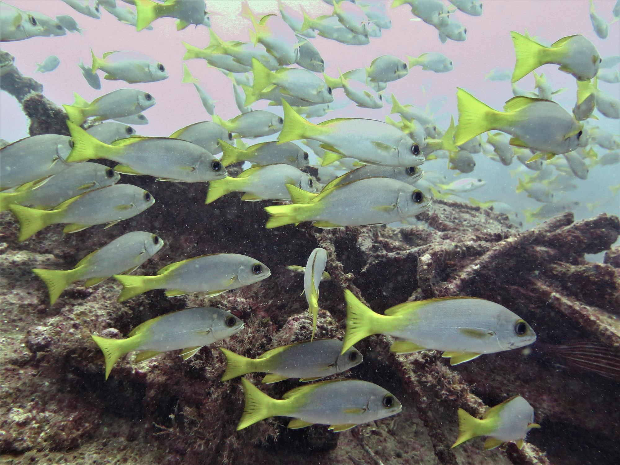 Boris Wreck Dive Site, Cape Verde