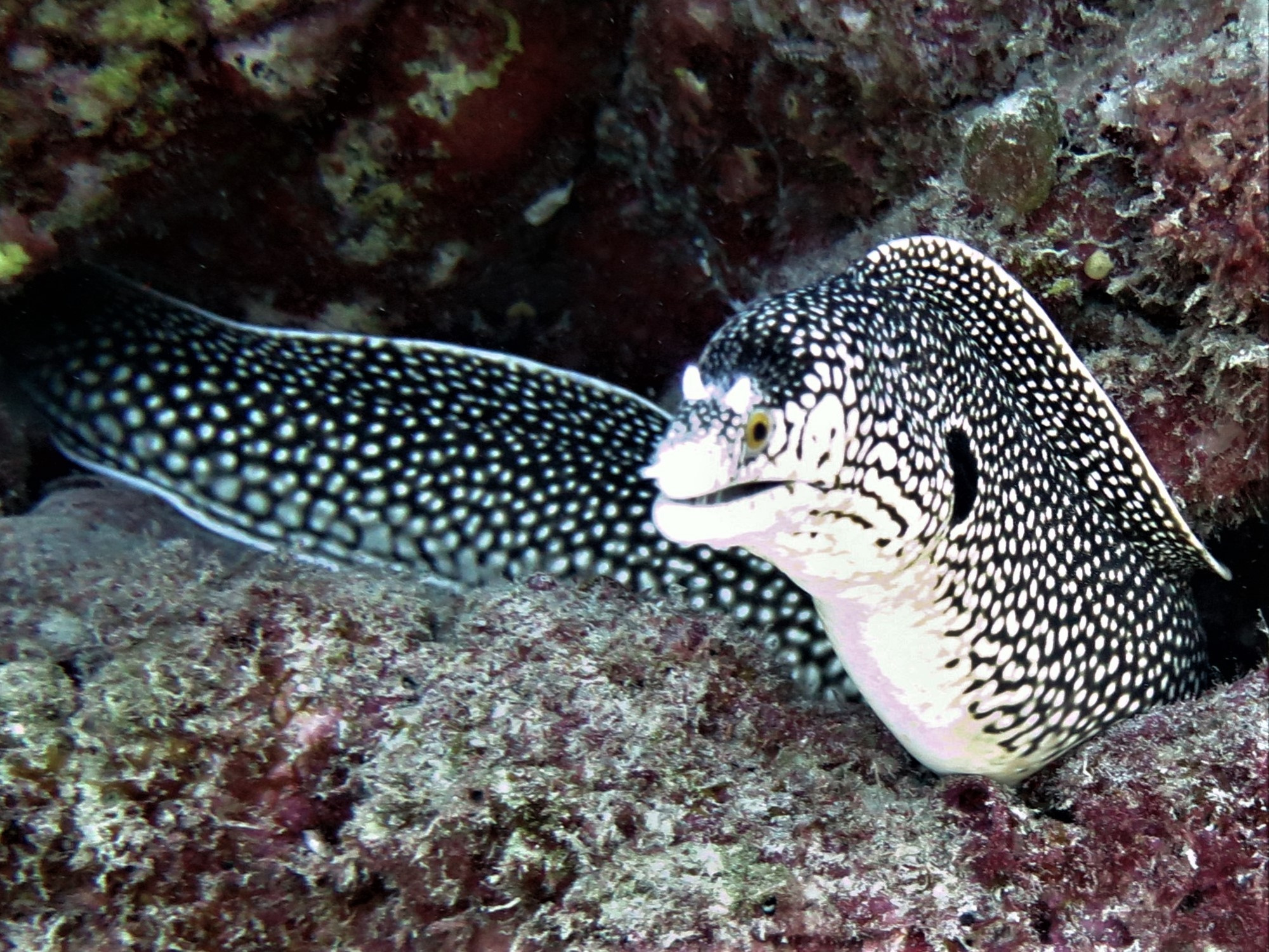 White Spotted Moray Eel