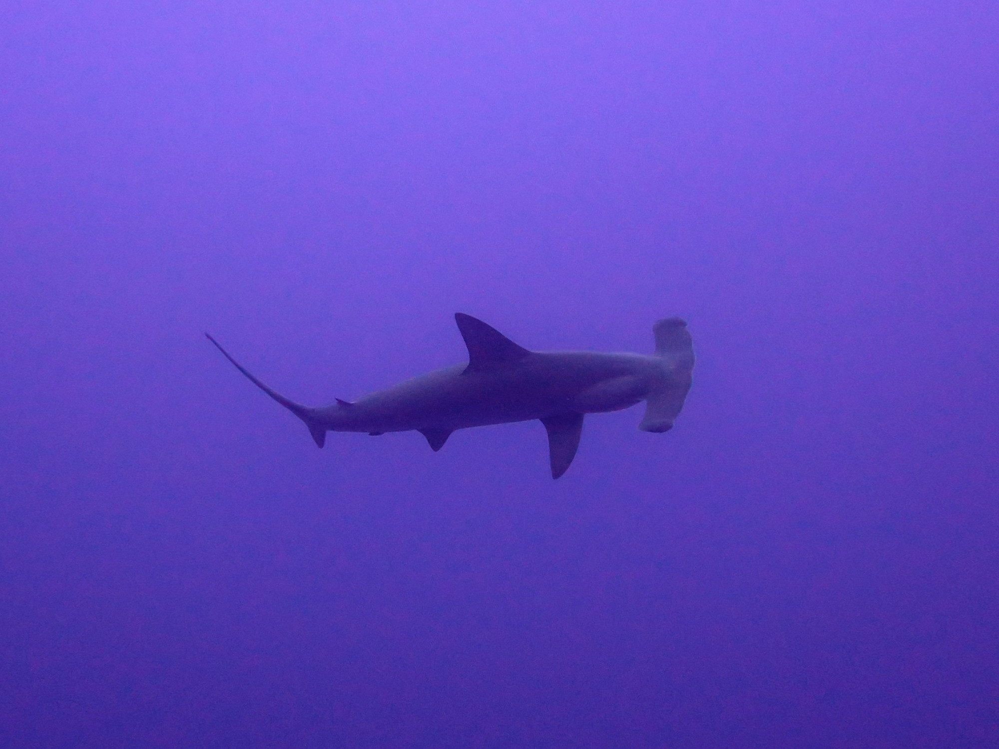 Daedalus Reef Dive Site, Egypt