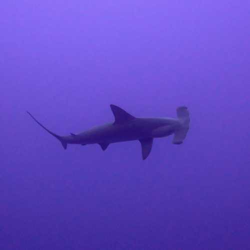 Daedalus Reef Dive Site, Egypt