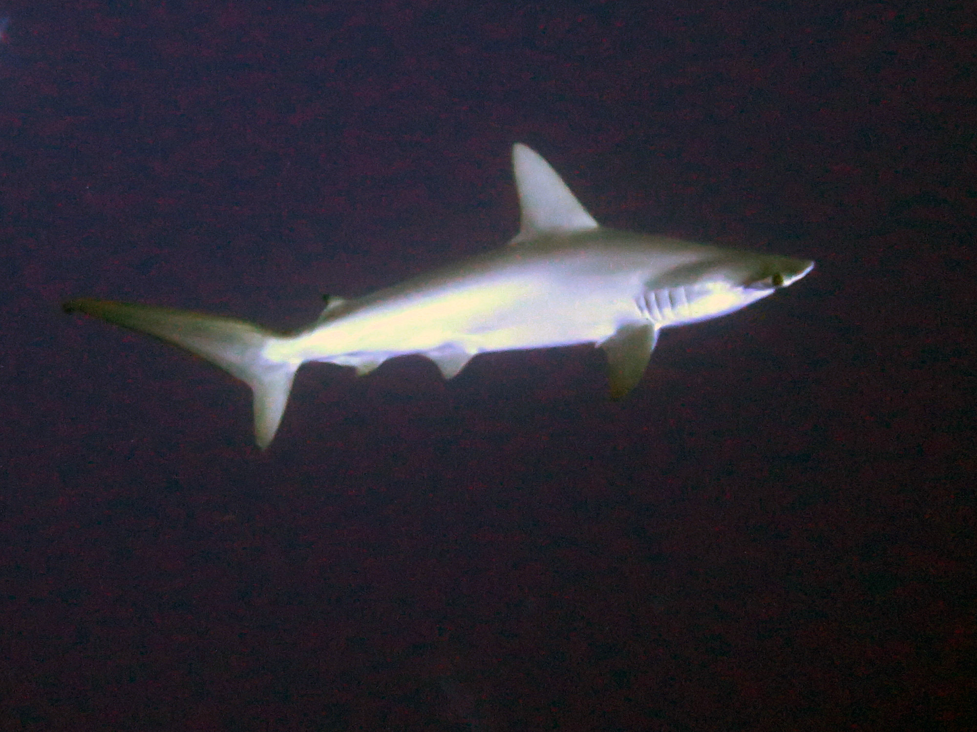 Hammerhead Sharks North Reef