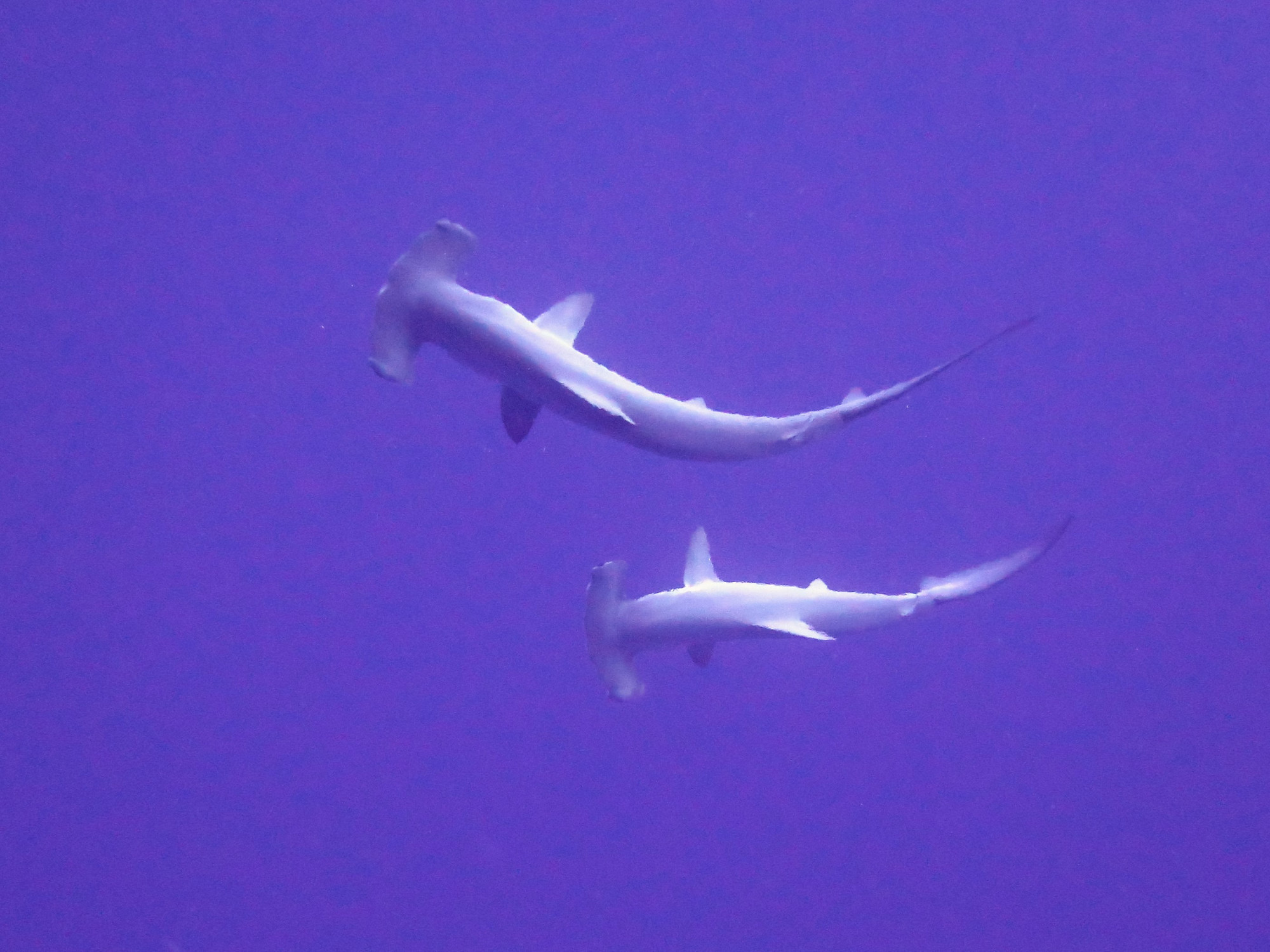 Hammerhead Sharks North Reef