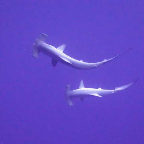 Hammerhead Sharks North Reef