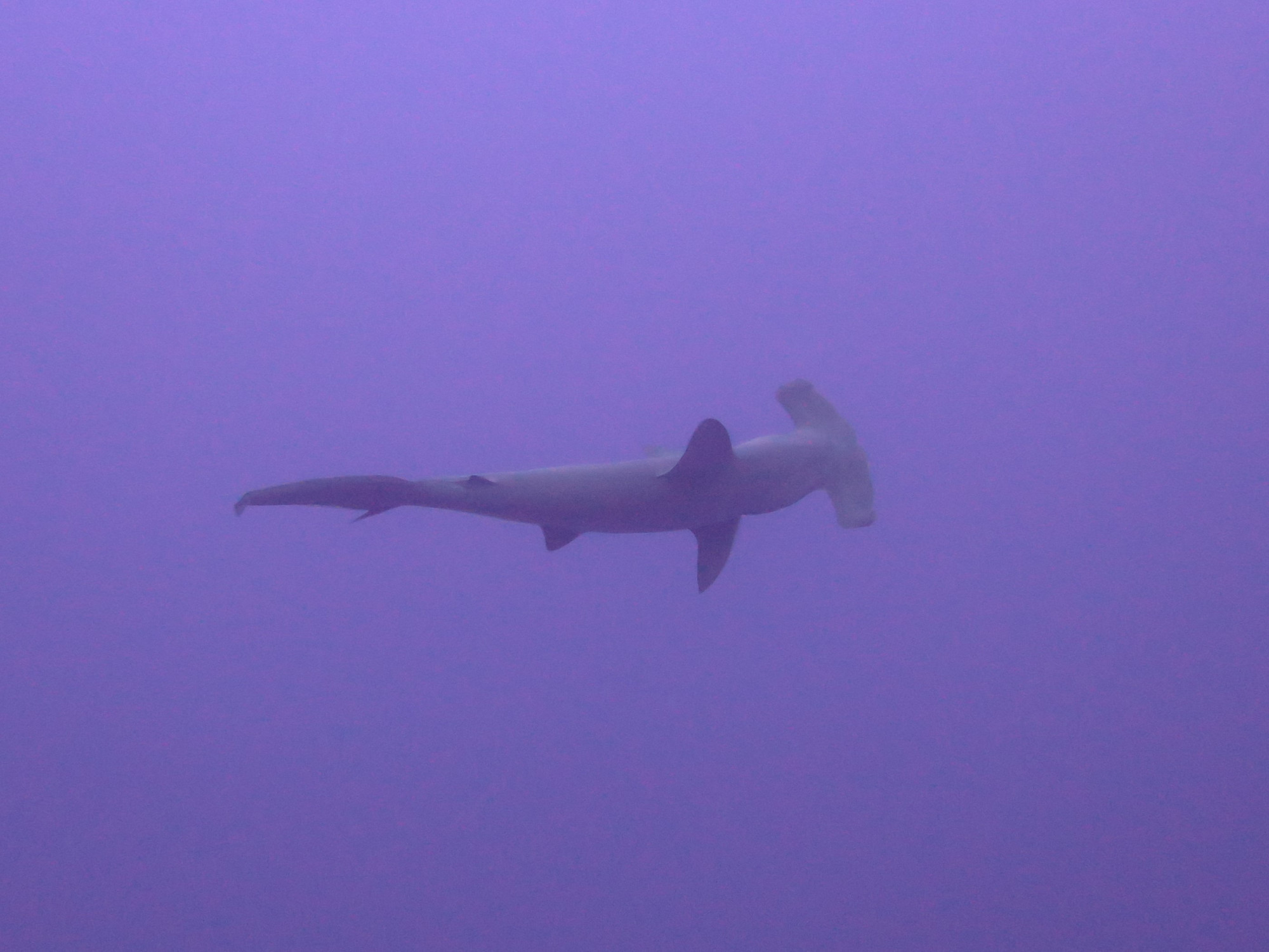 Daedalus Reef Dive Site, Египет