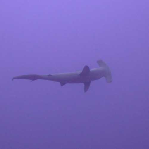 Hammerhead Sharks North Reef