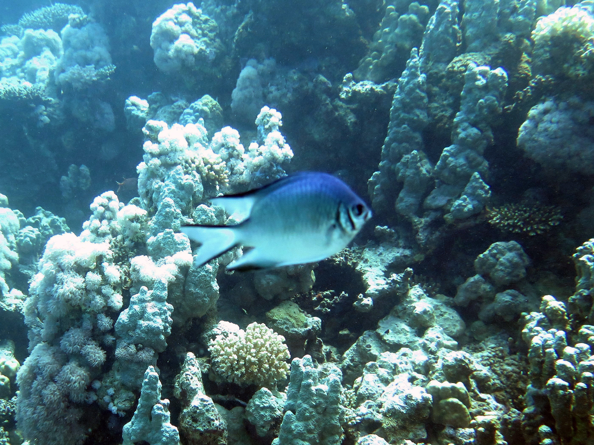 Small Giftun Dive Site, Египет