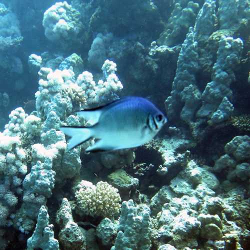 Small Giftun Dive Site, Egypt