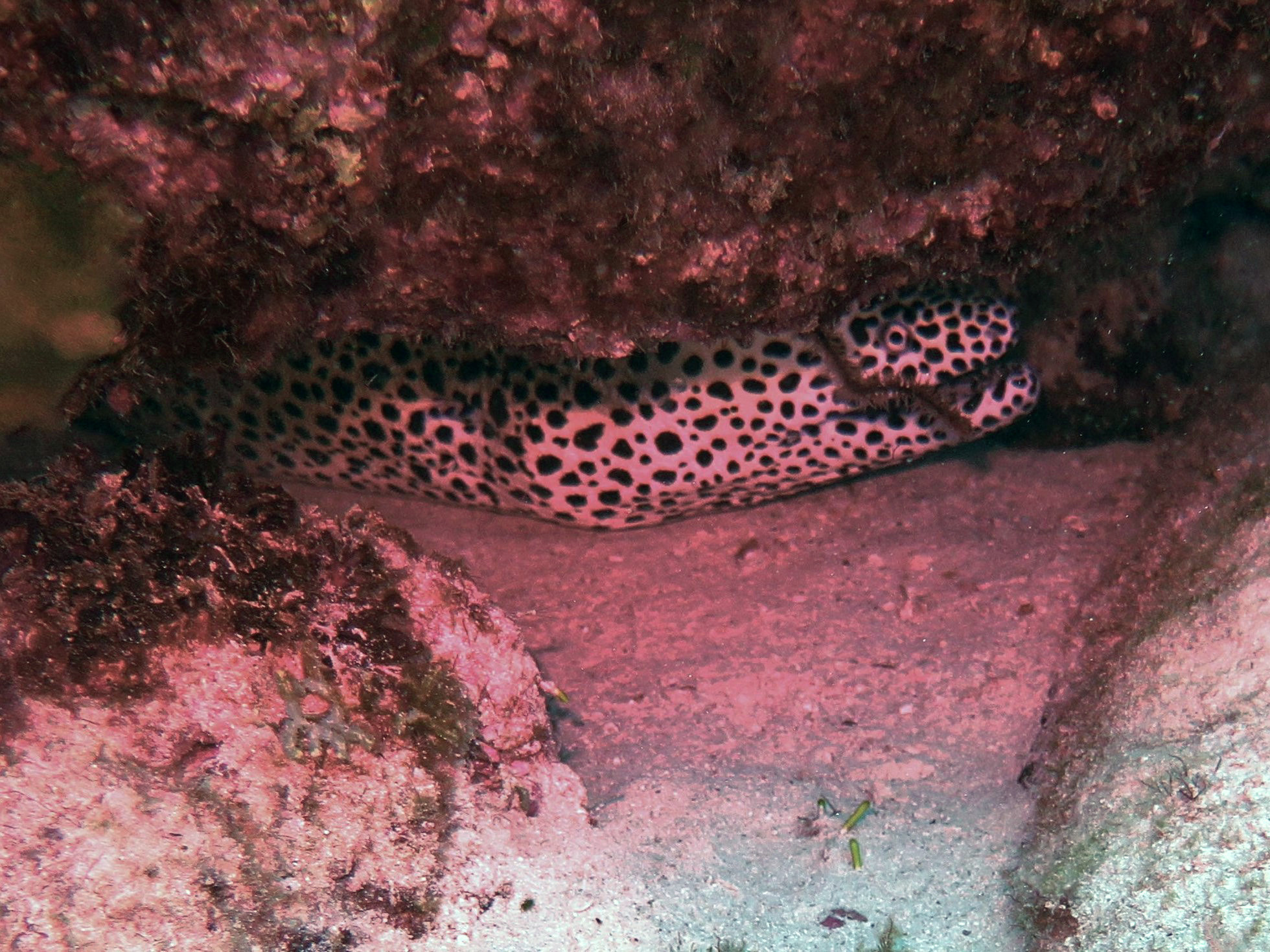 Poison Reef Dive Site, Mauritius