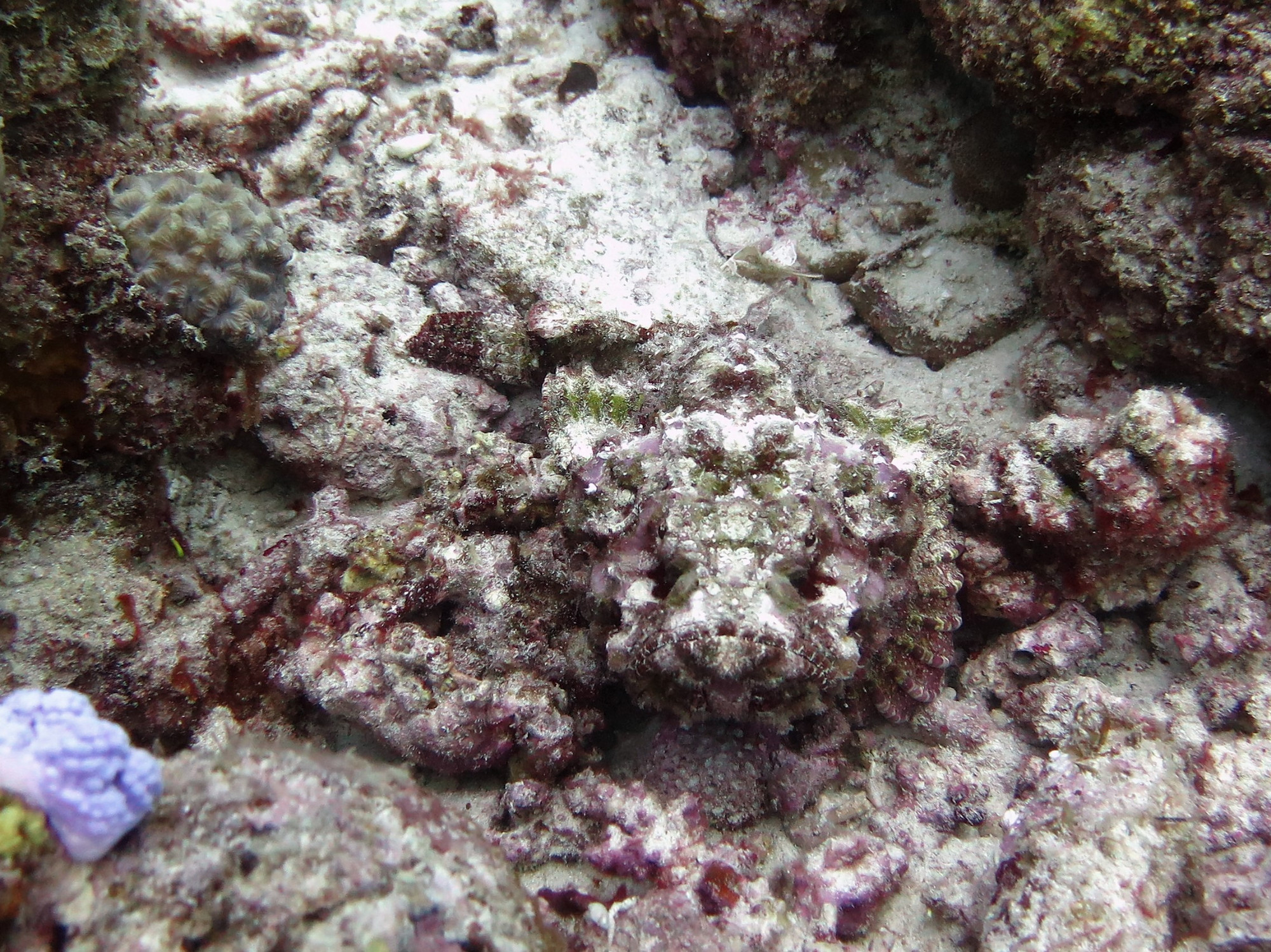 Trou Aux-Biches Reef, Маврикий