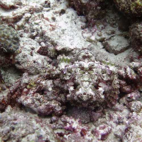 Trou Aux-Biches Reef, Mauritius