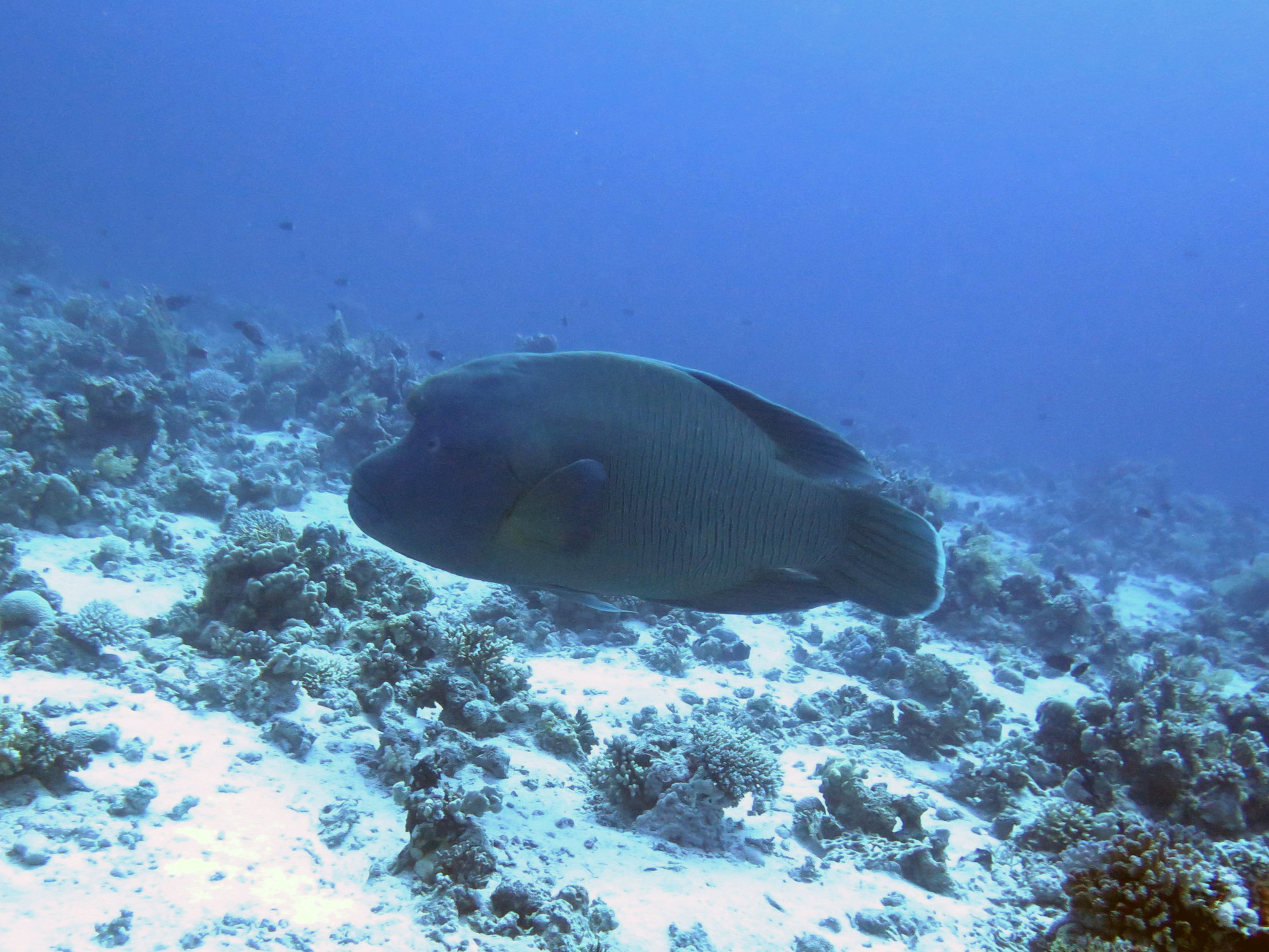 Small Giftun Dive Site, Египет