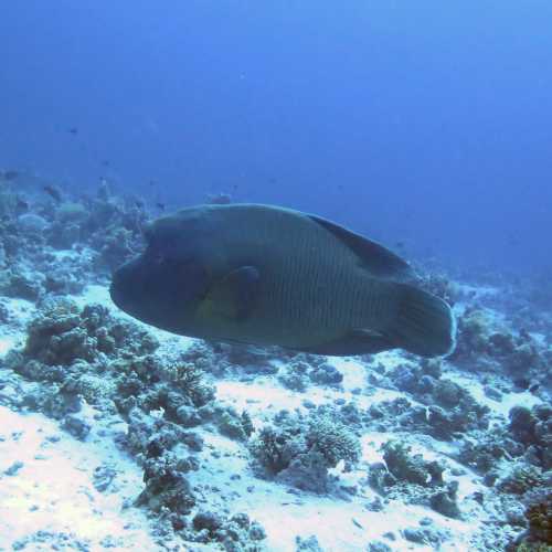 Small Giftun Dive Site, Египет