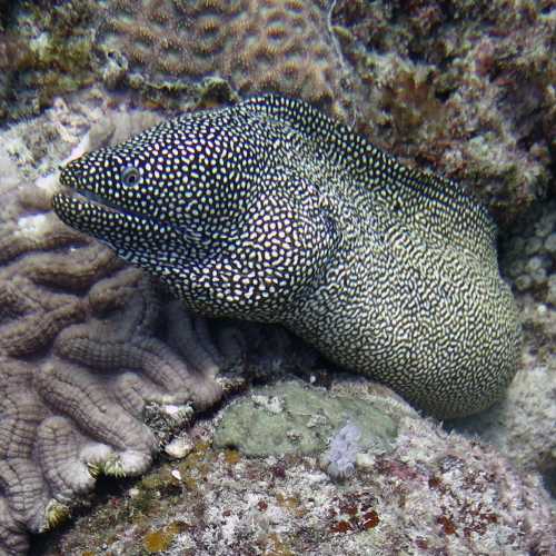 Poison Reef Dive Site, Маврикий