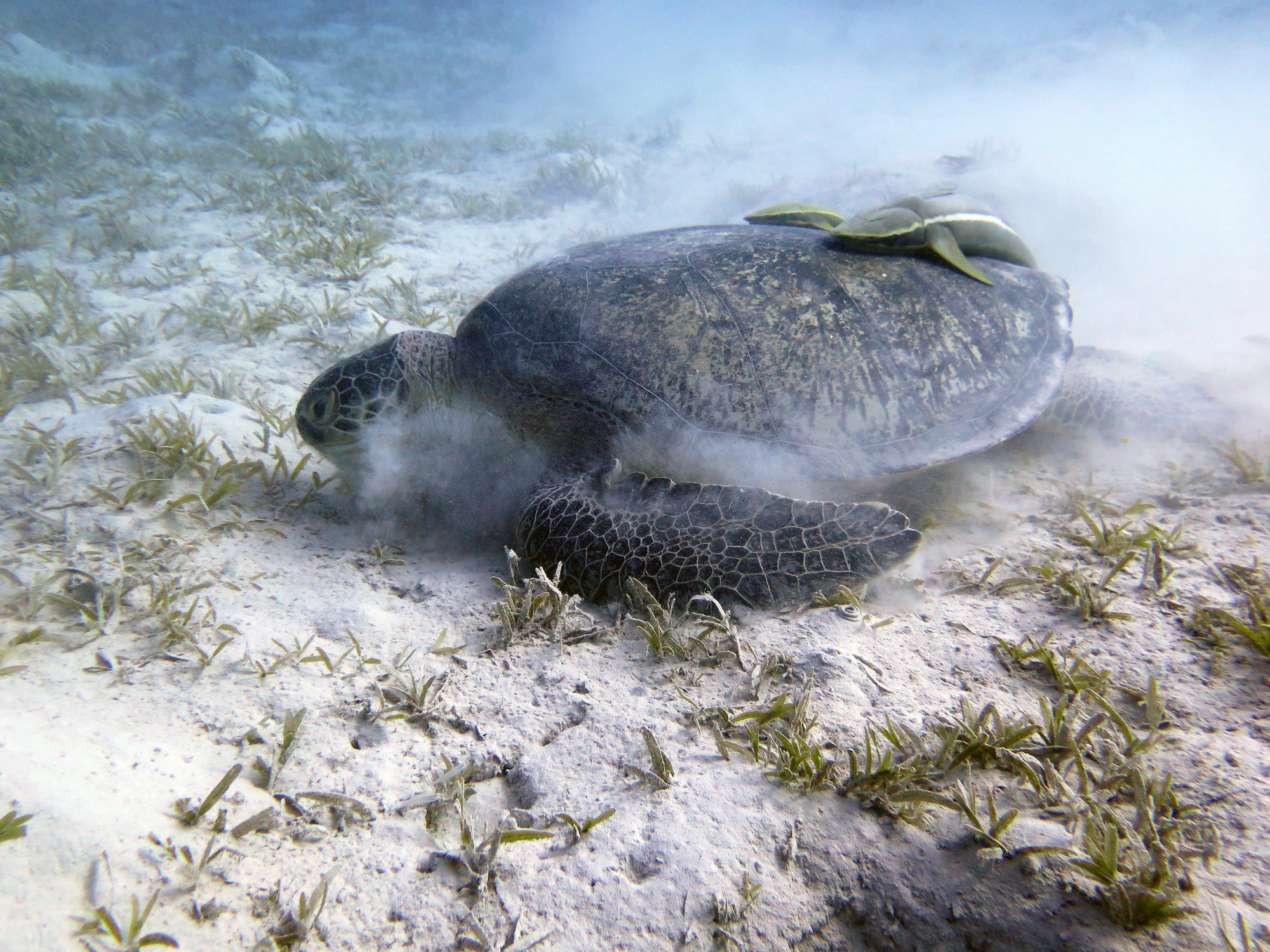 Shoab El Shouna / Marsa Shouna Dive Sites, Egypt