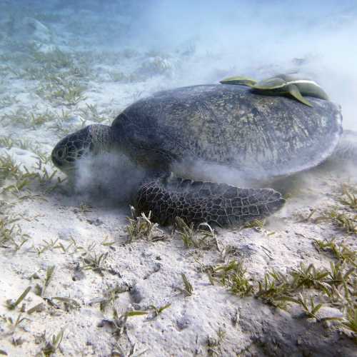 Shoab El Shouna / Marsa Shouna Dive Sites, Egypt