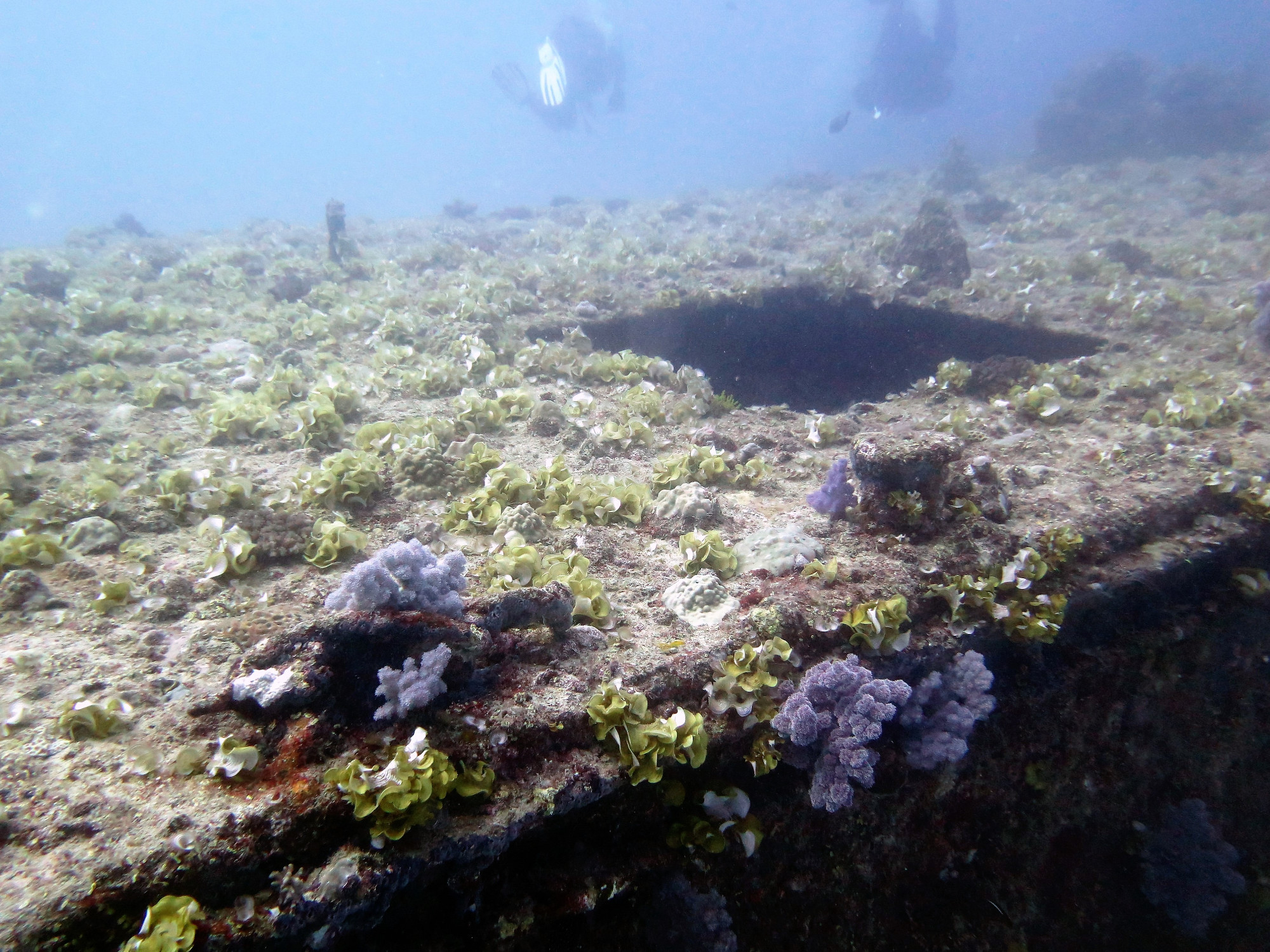 coral Covered Superstructure