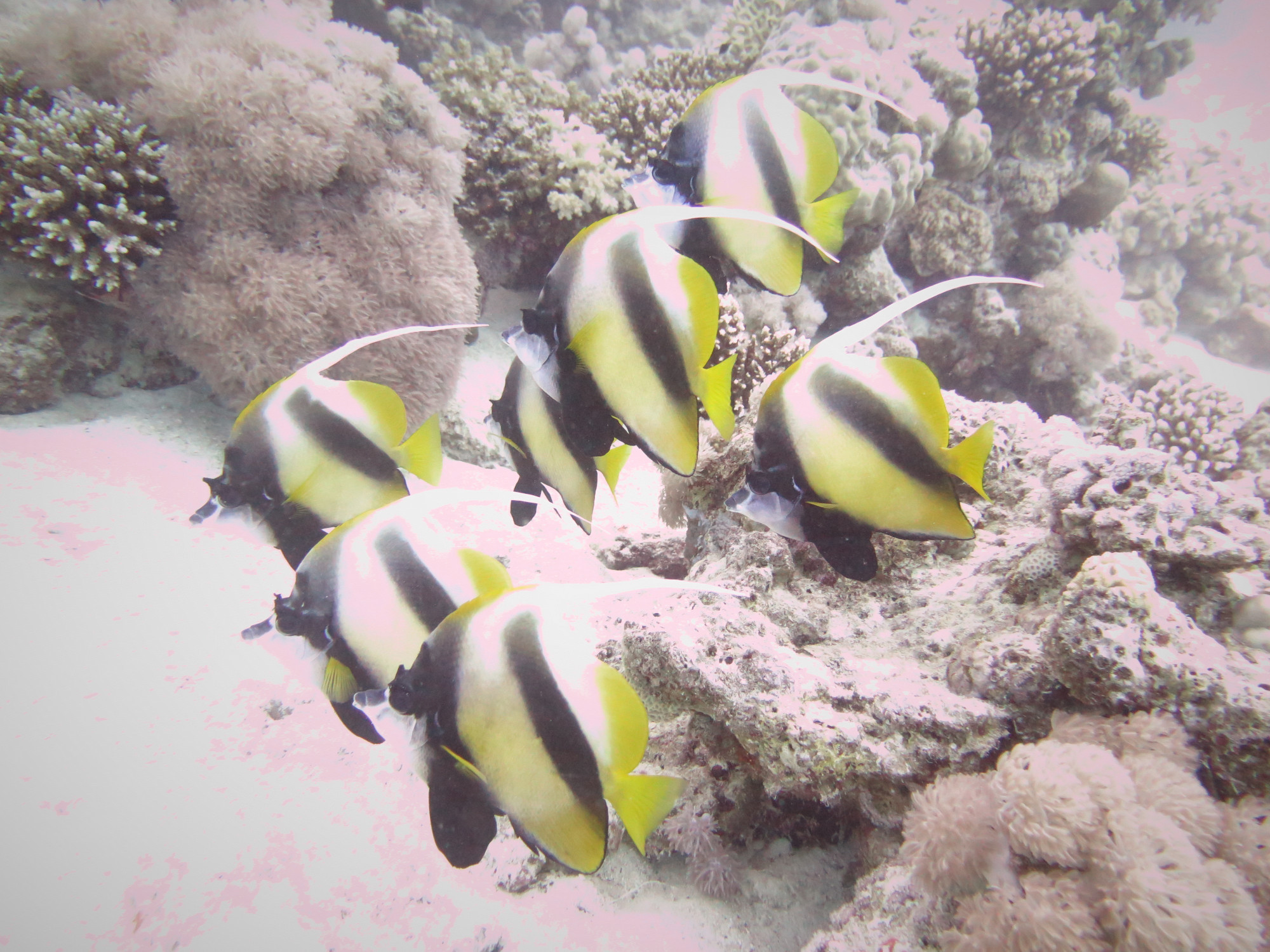 Small Giftun Dive Site, Egypt