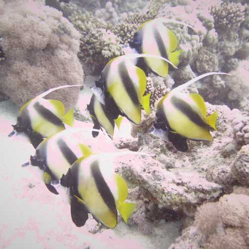 LONGFIN BANNERFISH