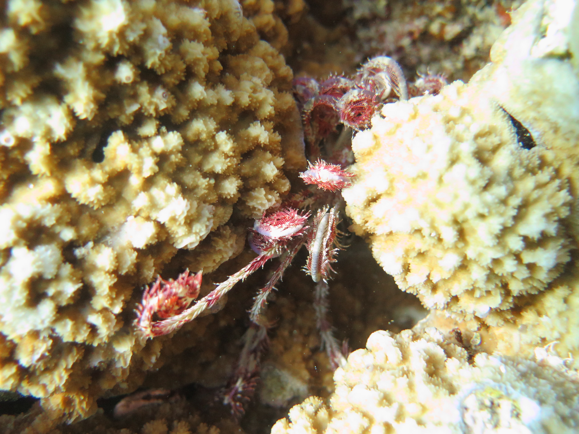 Small Giftun Dive Site, Египет