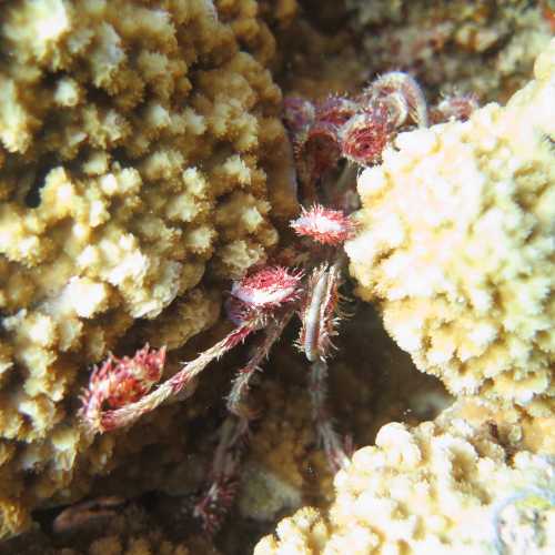 Small Giftun Dive Site, Egypt