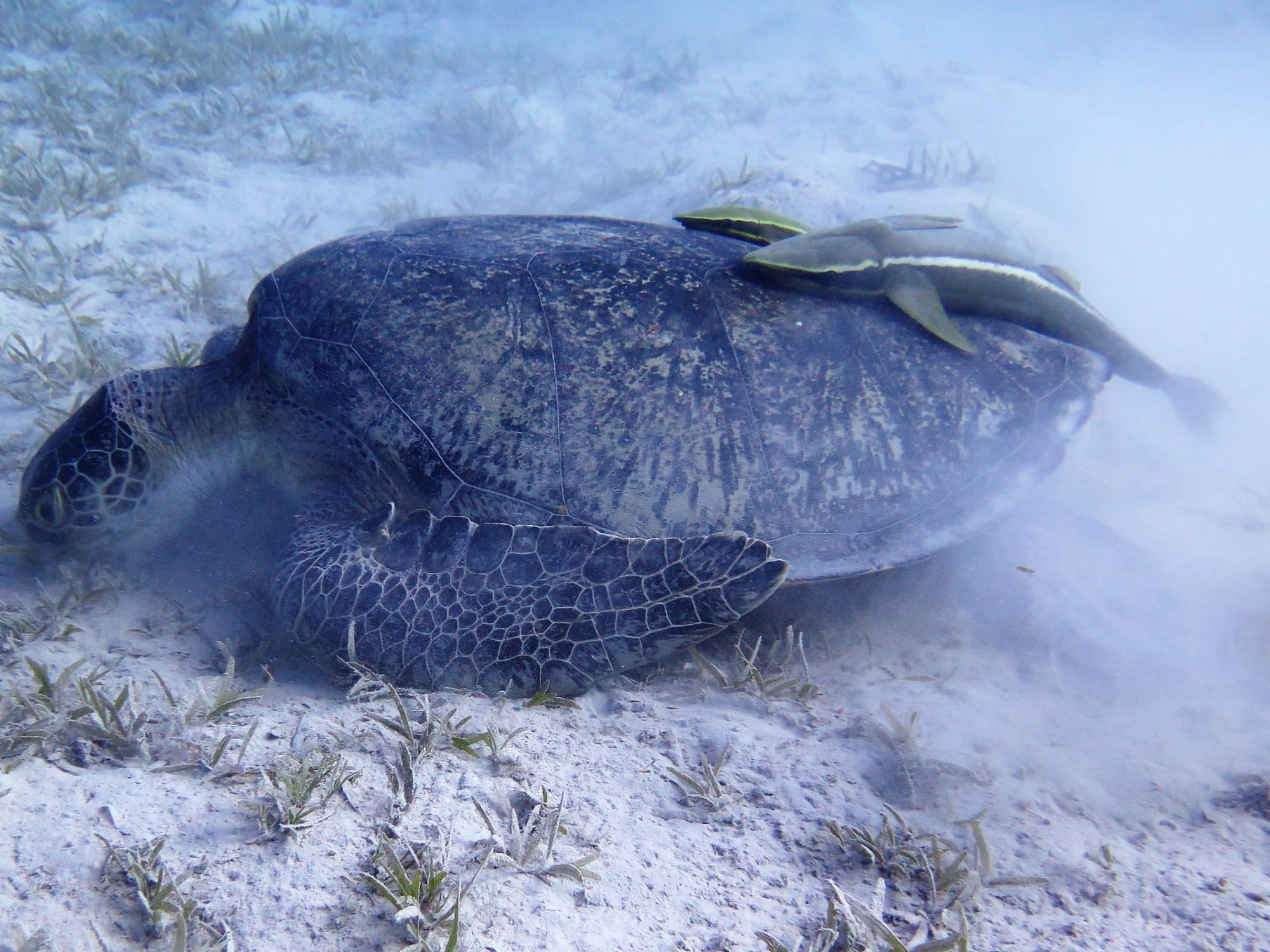 Shoab El Shouna / Marsa Shouna Dive Sites, Египет