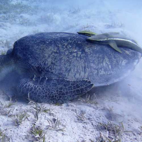 Shoab El Shouna / Marsa Shouna Dive Sites, Egypt