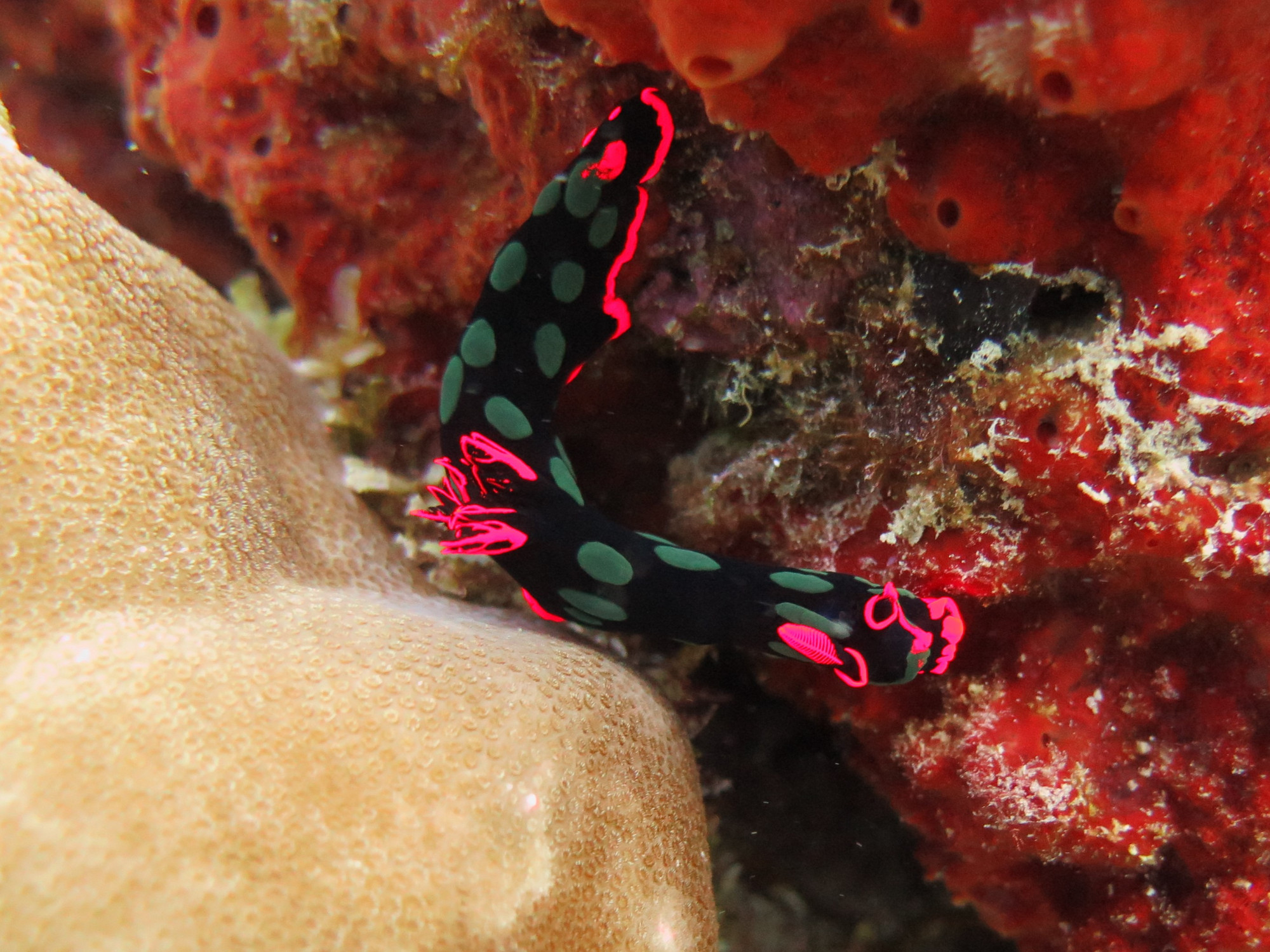 Stella Reef, Маврикий