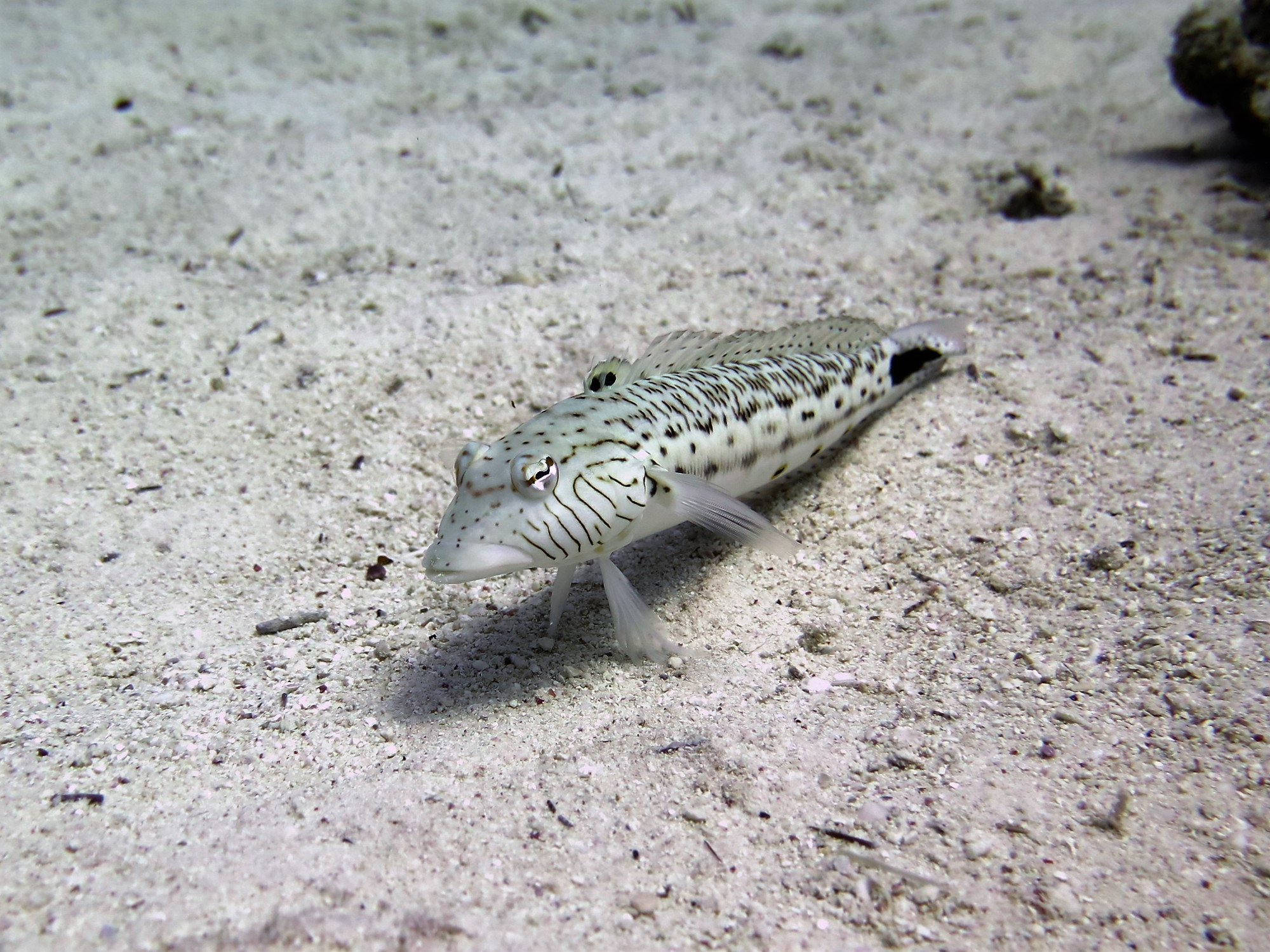 Small Giftun Dive Site, Egypt