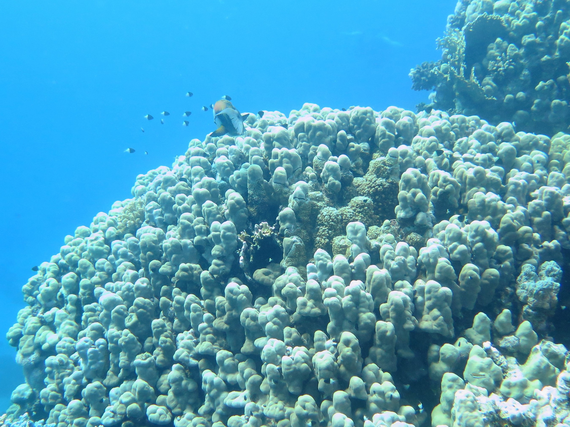 Small Giftun Dive Site, Египет