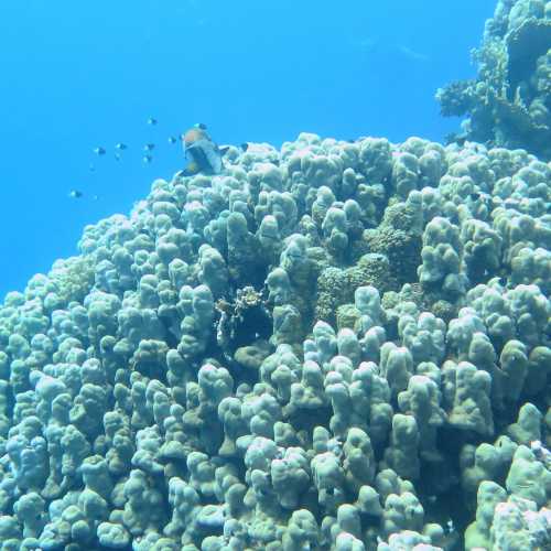 Small Giftun Dive Site, Египет