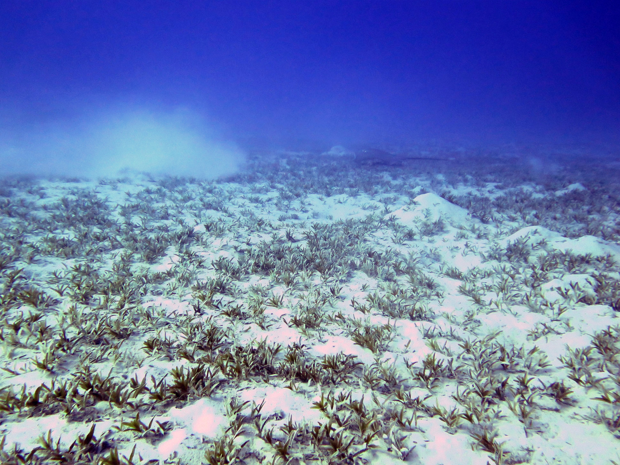 Shoab El Shouna / Marsa Shouna Dive Sites, Египет