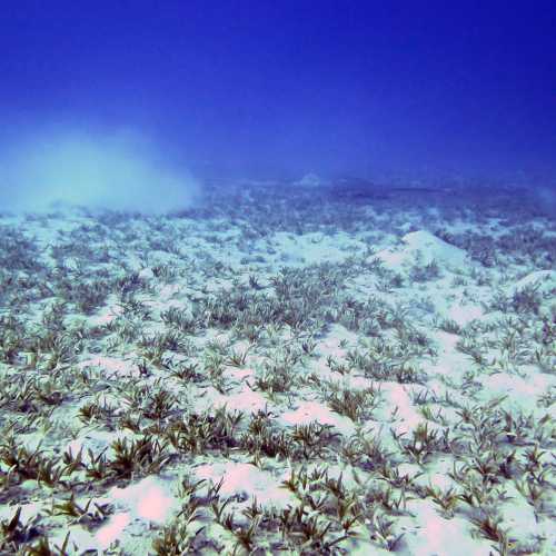 Shoab El Shouna / Marsa Shouna Dive Sites, Egypt