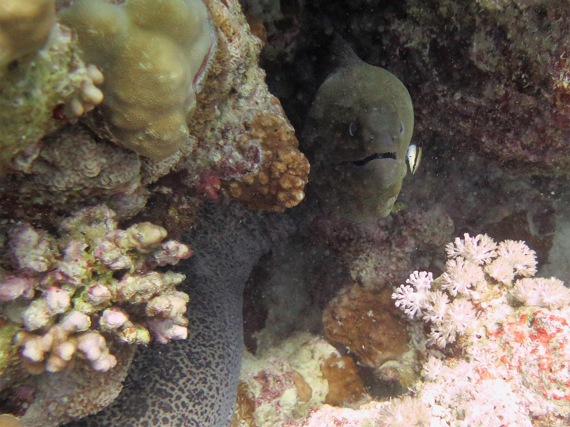 Small Giftun Dive Site, Египет