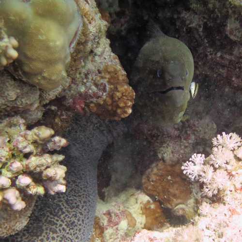 Small Giftun Dive Site, Egypt