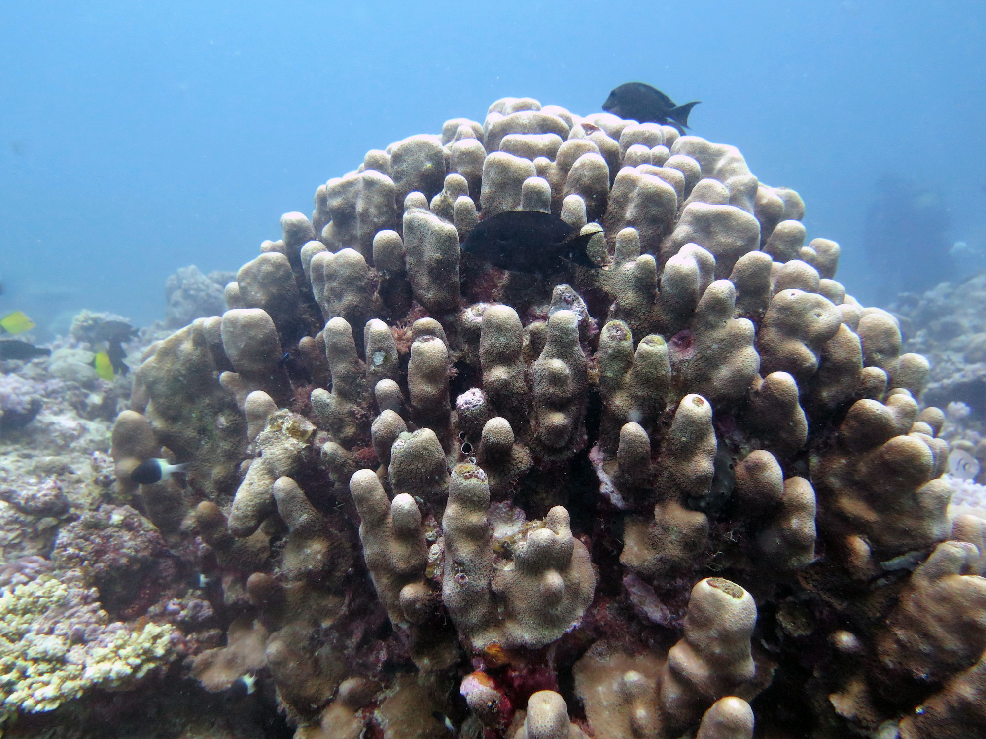 Hard Corals