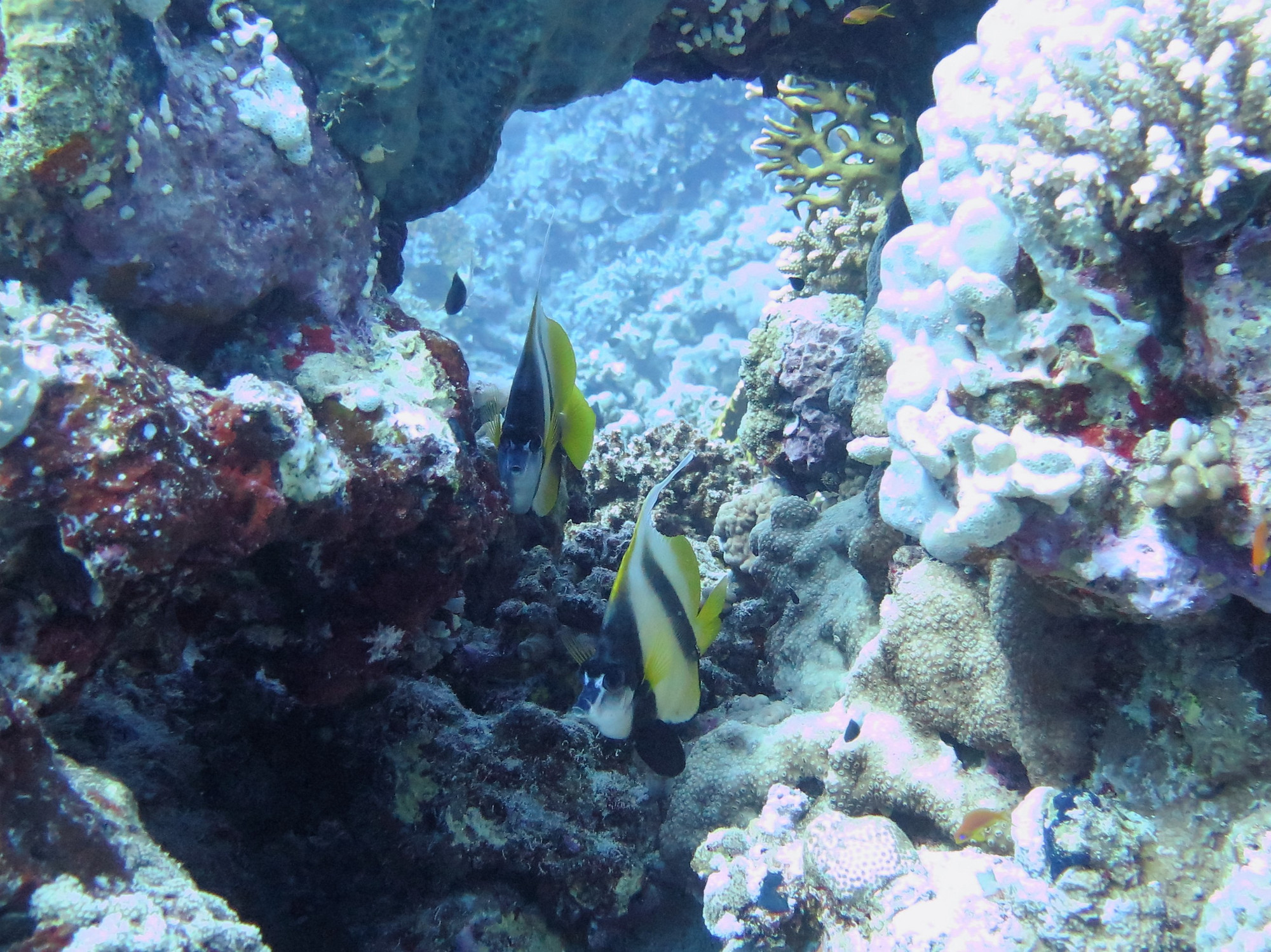 Small Giftun Dive Site, Египет