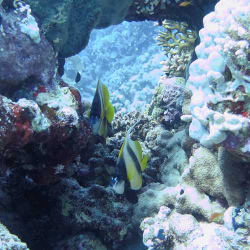 Small Giftun Dive Site, Египет