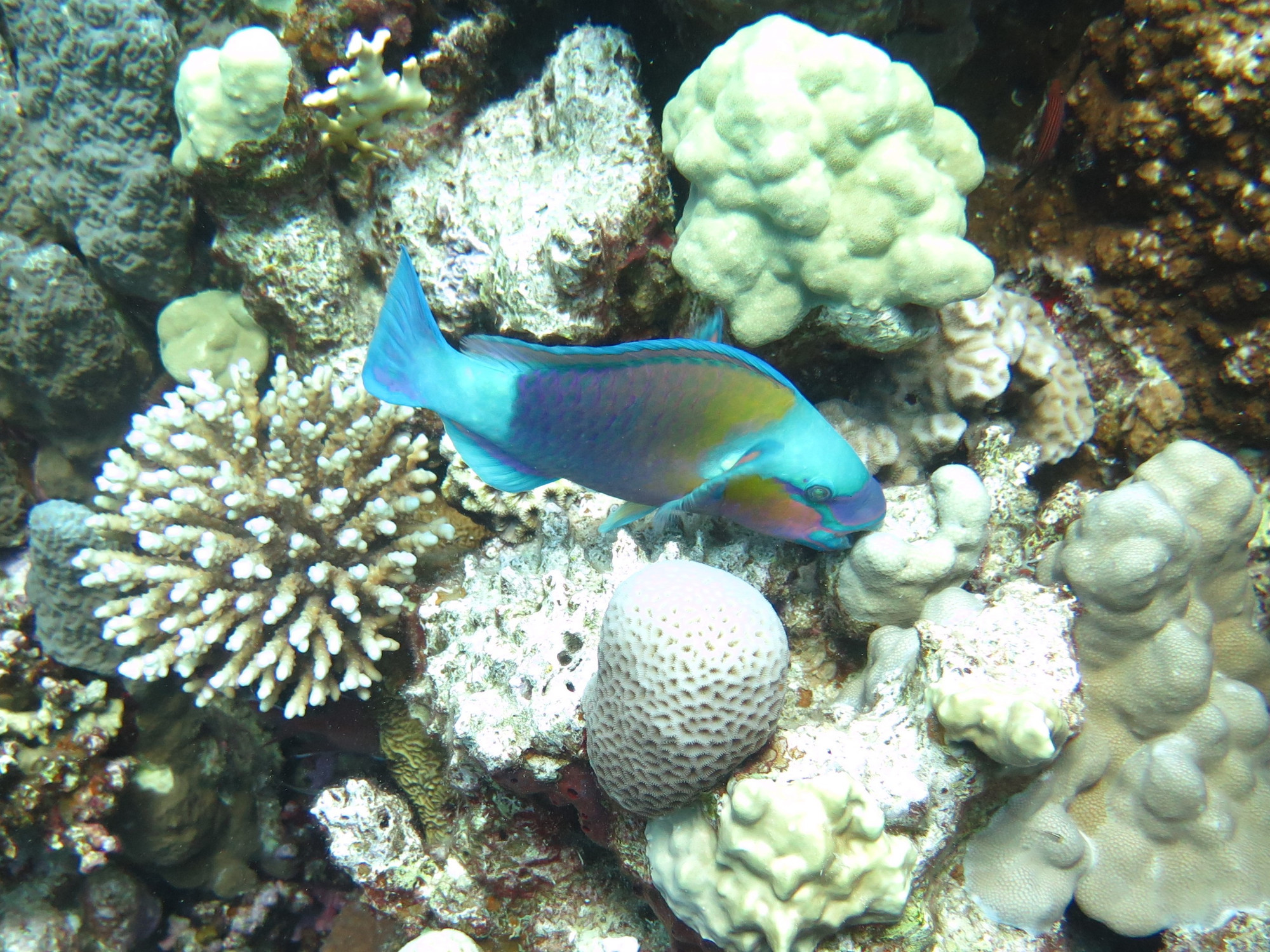 Small Giftun Dive Site, Египет