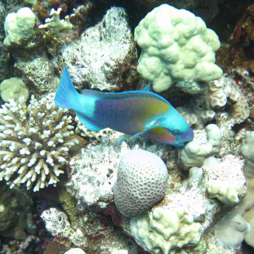 Small Giftun Dive Site, Египет