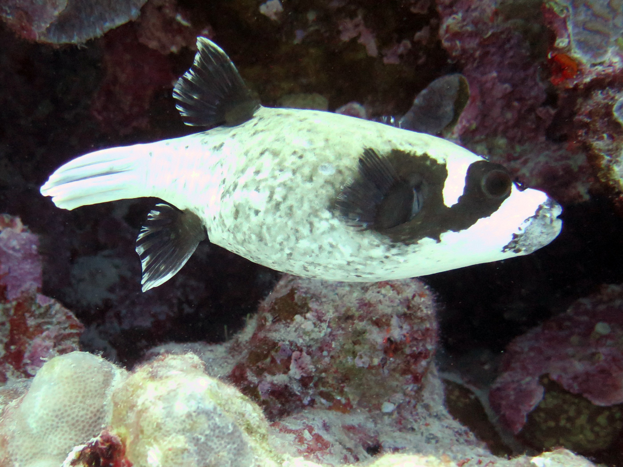 Shoab El Shouna / Marsa Shouna Dive Sites, Египет