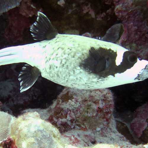 Shoab El Shouna / Marsa Shouna Dive Sites, Египет